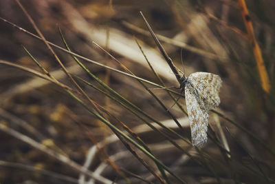 Close-up of butterfly on dry leaf