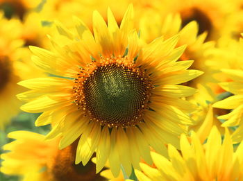 Shades of yellow, beautiful sunflowers are blooming