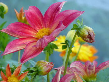 Close-up of pink flowering plant