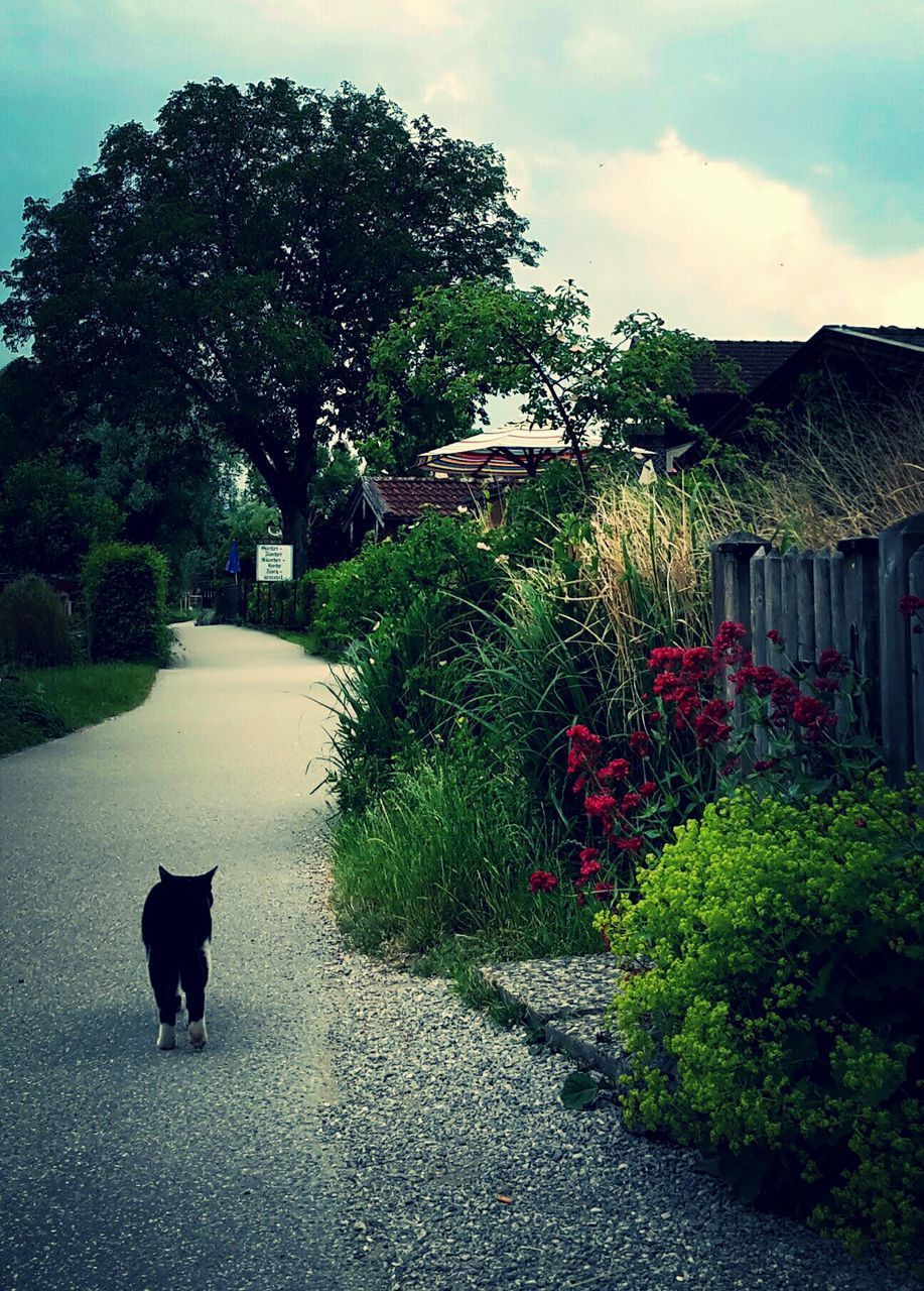 VIEW OF DOG ON PLANTS