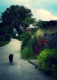 View of a dog looking at plants