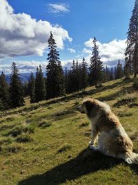 View of a dog on field against sky