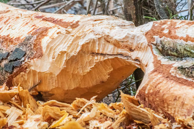 High angle view of bread on wood in forest