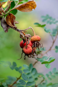 Close-up of strawberry growing on tree