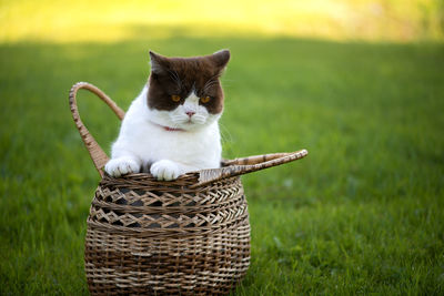 British shorthair is sitting in a wicker basket on a background of green grass