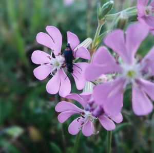 Close-up of pink flowers