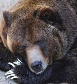 Close-up of bear sitting on floor