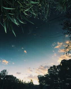 Low angle view of trees against sky