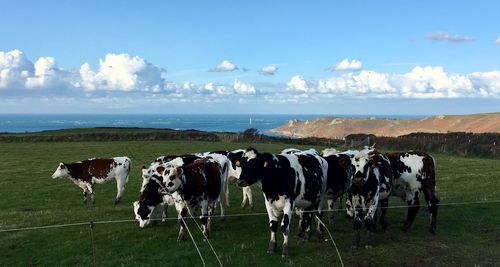 Cows standing in field by sea against sky with view on cliff 