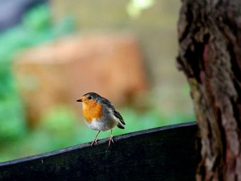 Close-up of bird robin