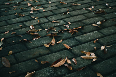 High angle view of leaves on footpath