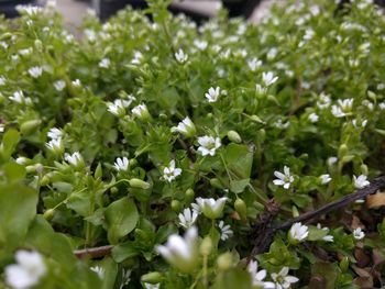 Close-up of white flowering plants in garden