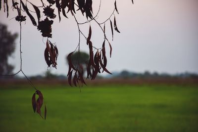 Close-up of branch on field against sky