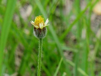 Close-up of dandelion flowers in field