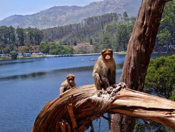 Monkey sitting on tree against mountains