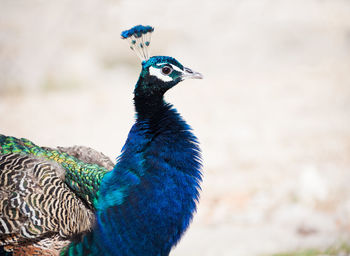 Close-up of peacock