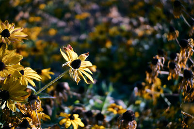 Close-up of yellow flowering plants on field