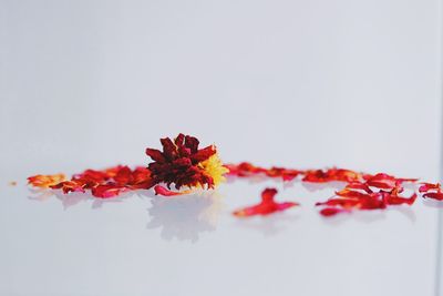 Close-up of red flowers against blurred background