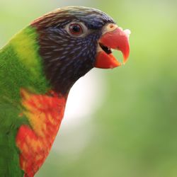 Close-up of parrot