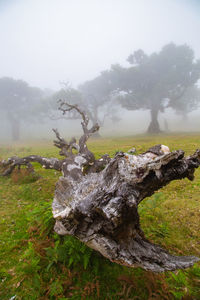 Tree on field against sky