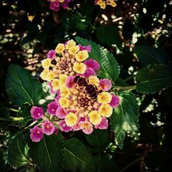 Close-up of flowers