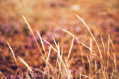 Close-up of plant growing on field