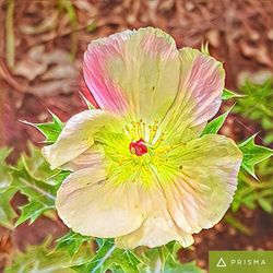 Close-up of pink flower