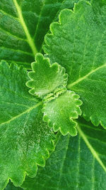 Full frame shot of green leaves