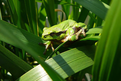 Close-up of lizard on leaves