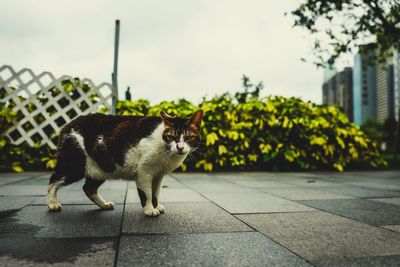 Cat looking away on footpath