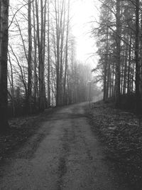 Bare trees in forest