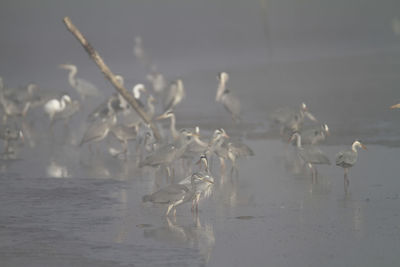 View of seagulls on sea shore