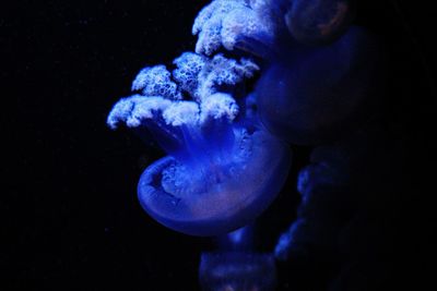 Close-up of jellyfish swimming in sea