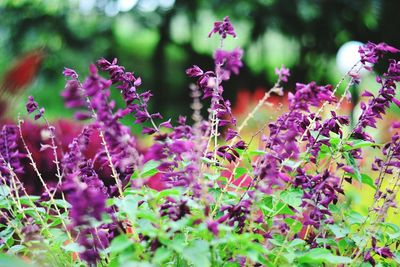 Close-up of purple flowers