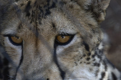 Close-up portrait of a cat