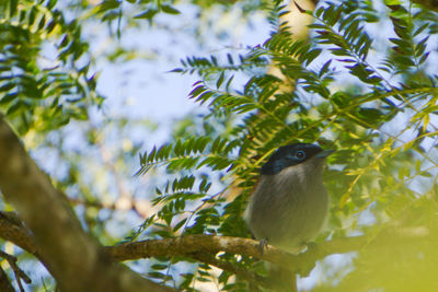 Low angle view of bird perching on tree