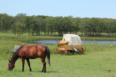 Side view of horse grazing on grassy field