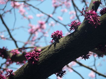 Low angle view of pink flowers on branch