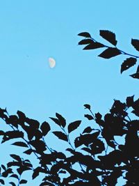 Low angle view of silhouette moon against clear blue sky