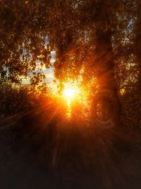 Close-up of tree during sunset