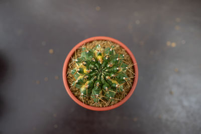 High angle view of potted plants on table