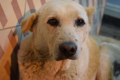 Close-up portrait of dog