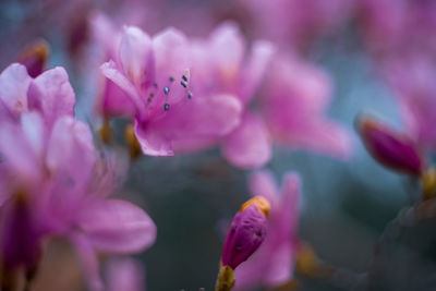 Close-up of pink azalea