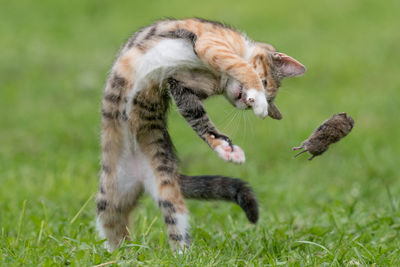 Small cat playing with a mouse