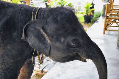 Baby elephant, elephas maximus, rescued, healing, close up view herbivorous phuket thailand asia