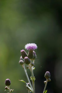 Close-up of purple flowering plant