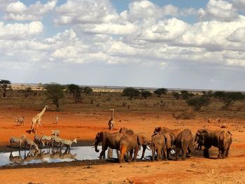 Horses on landscape against sky