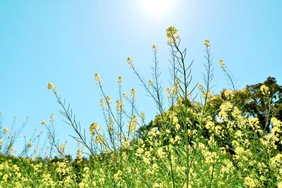 Low angle view of flowering plants against clear sky