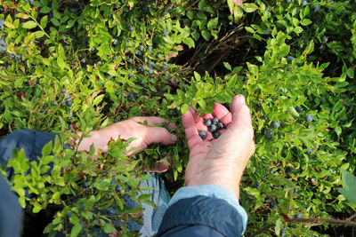 Blueberries in july, ripening time is harvest time