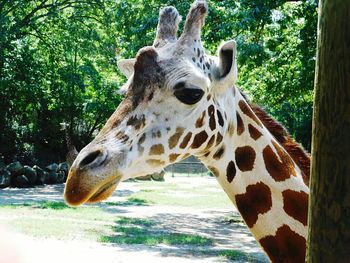 Giraffe in zoo